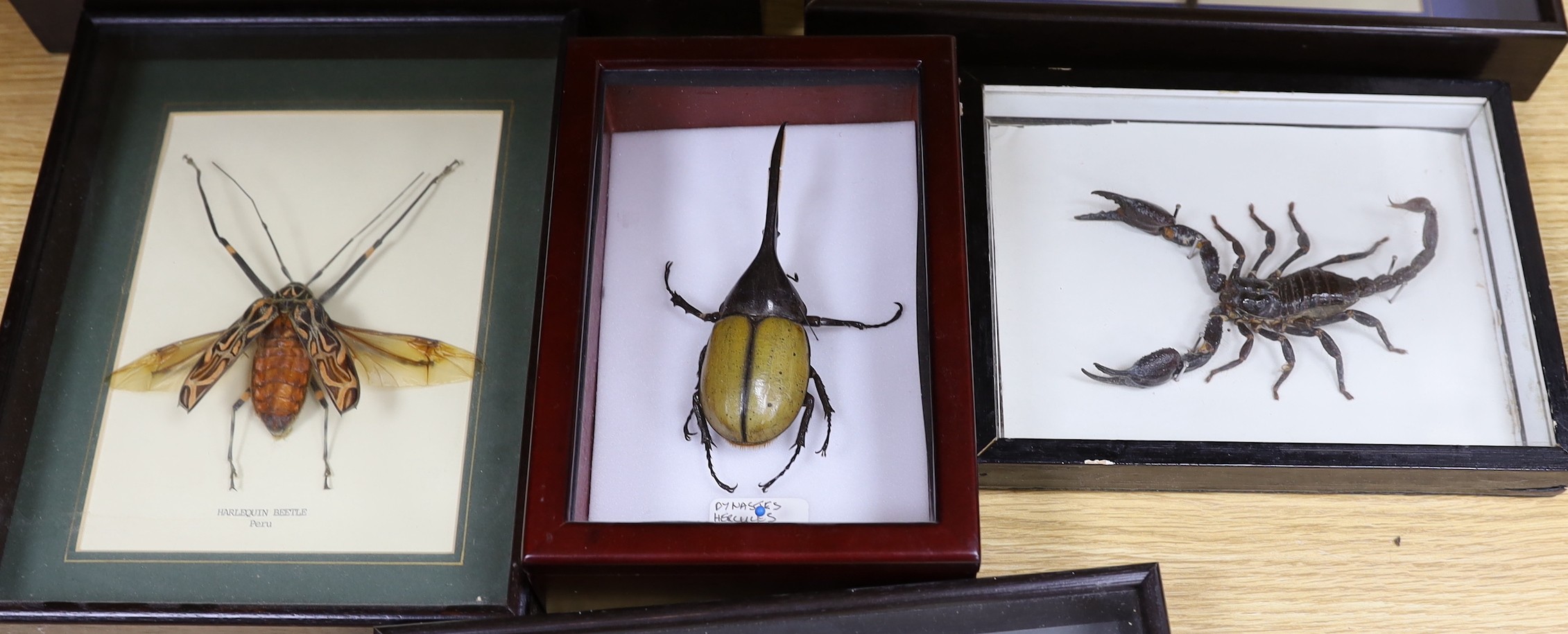 Entomology- Atlas beetle, Tarantula, Harlequin beetle, Hercules beetle, scorpion and Dragon Head Grasshopper specimens, in glazed cases, largest case is 31.5 cm across